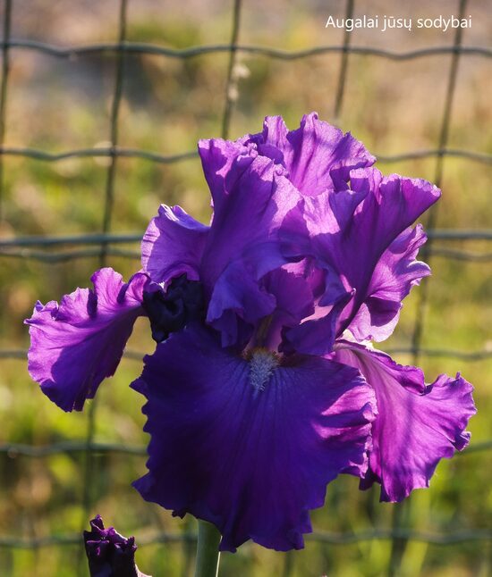 Vilkdalgis (Iris) 'Blue Suede Shoes'